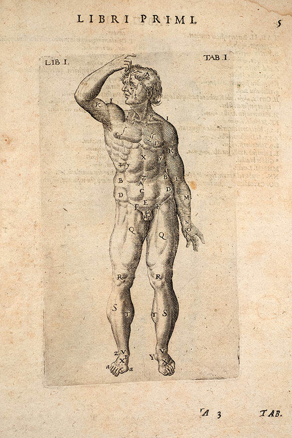 Gallery Médecine, le corps humain